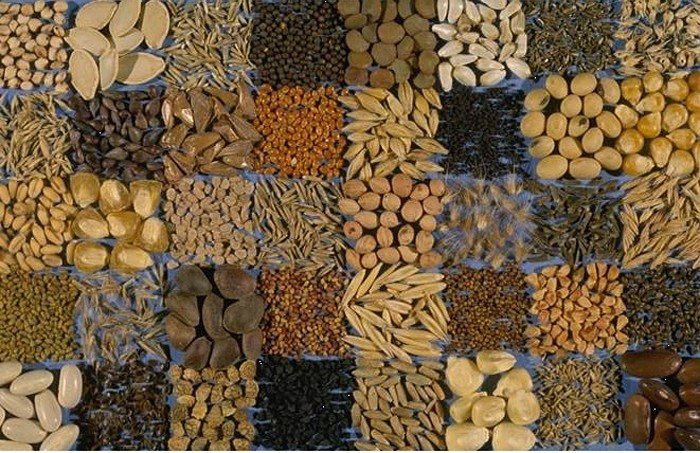Новосибирцы могут спасти алтайских овощеводов