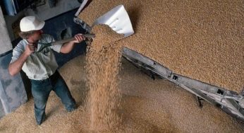 Зернопереработчики Алтайского края в 2014 году вывезли 80% продукции за пределы региона