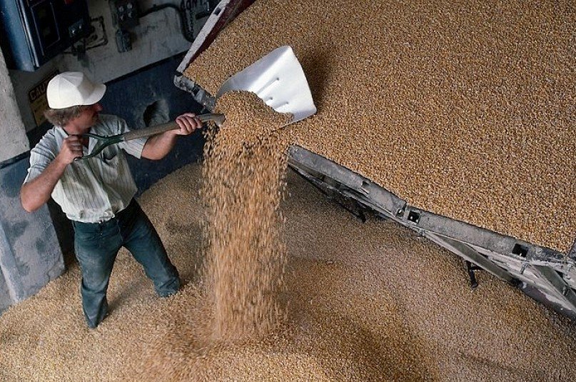 Государство готовится объявить цены на зерно урожая 2014 года