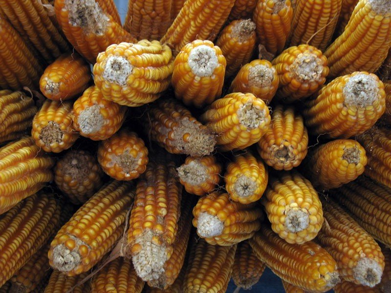 Учхозу «Пригородное» запретили выращивать горох, кукурузу и подсолнечник рядом с барнаульским аэропортом