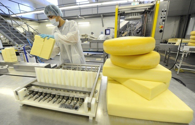 Алтайские и французские сыроделы придумали новый сорт сыра «Бикатель»