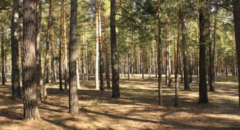 Губернатор Карлин предложил запретить рубку лесов вблизи городов Алтайского края