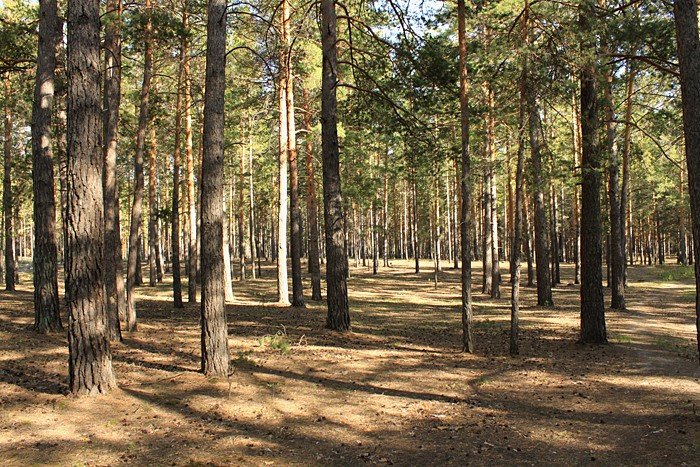 Губернатор Карлин предложил запретить рубку лесов вблизи городов Алтайского края