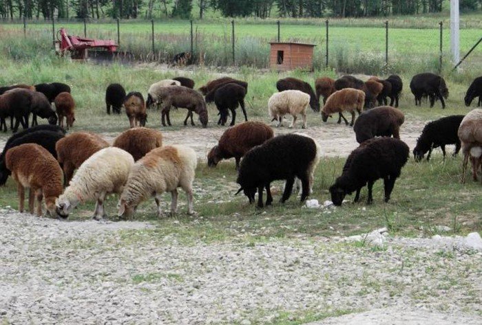 Алтайский край и Монголия договорились о поставках племенных баранов