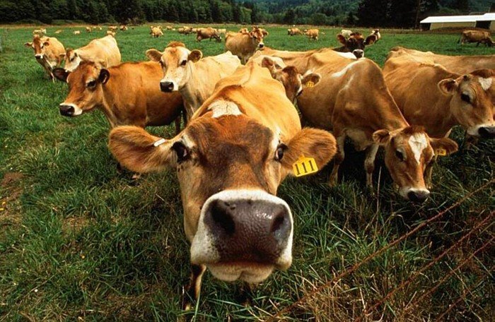 На развитие мясного скотоводства Алтайский край получит 40 млн рублей