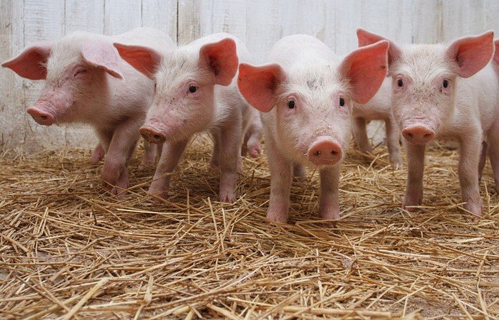 В Алтайском крае резко выросли цены на свинину