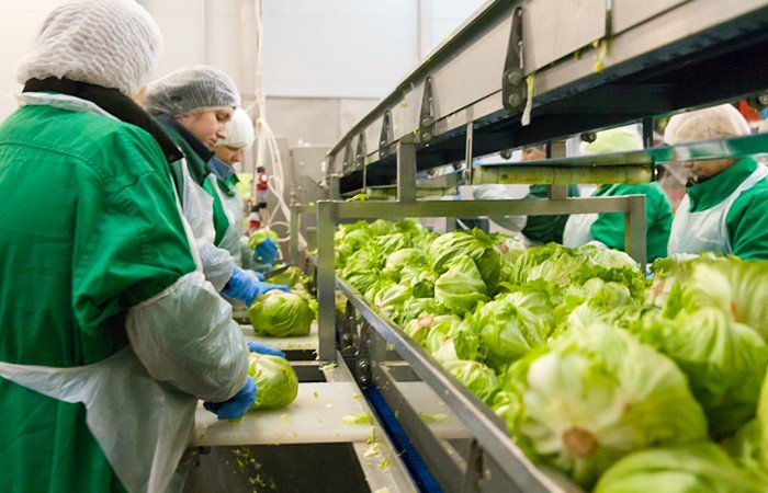 «Белая Дача» построит под Новосибирском завод по производству салатов