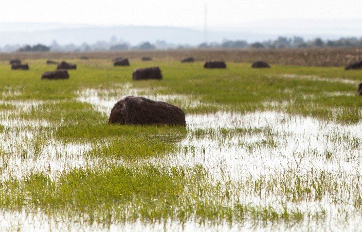 Сельское хозяйство Алтайского края недополучит из-за наводнения 125 млн рублей доходов