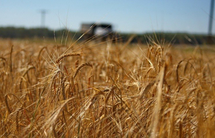 Очередные зерновые интервенции начнутся в сентябре 2014 года