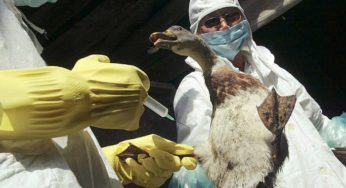 Белоруссия запретила ввоз мяса птицы из Алтайского края в связи со вспышкой вируса H5N1