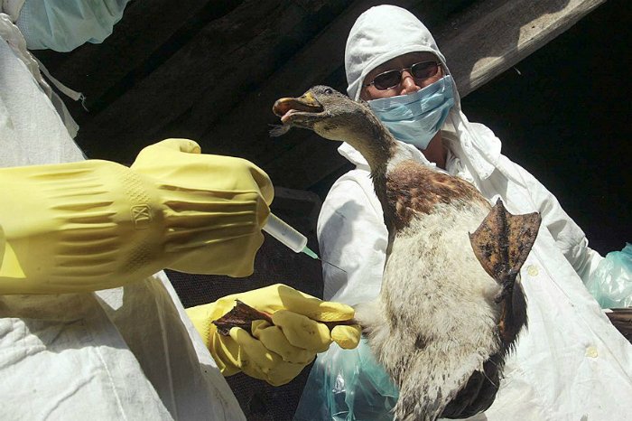 Белоруссия запретила ввоз мяса птицы из Алтайского края в связи со вспышкой вируса H5N1