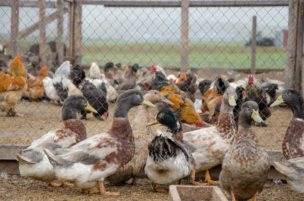 Гонконг и Нидерланды хотят закупать утиное мясо в Алтайском крае