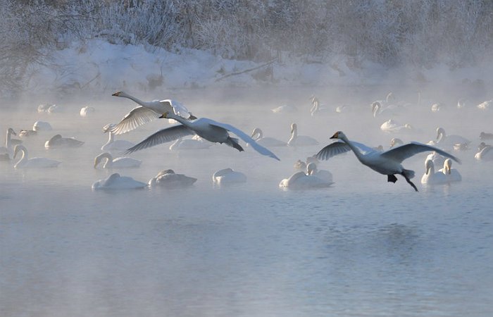 На праздник «Алтайская зимовка» должны приехать около 5 тыс. туристов