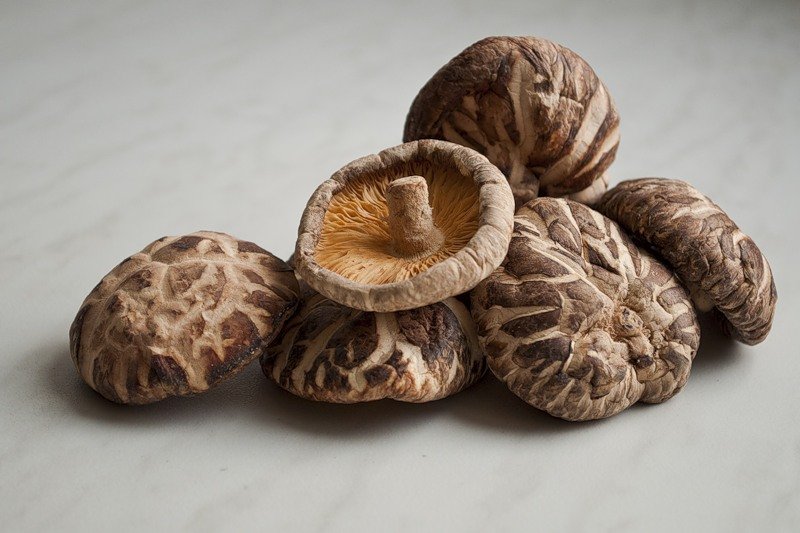 Учёные Бийска будут производить азиатские грибы шиитаке
