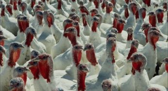 В Алтайском крае собираются запустить крупнейшее в России производство мяса индейки