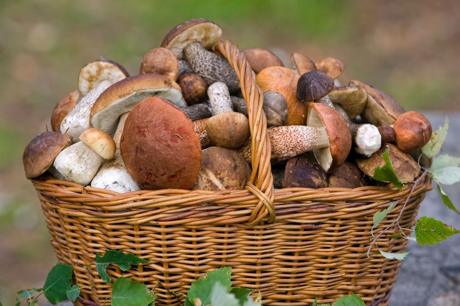 Совет Федерации предложил выращивать грибы в Алтайском крае для импортозамещения