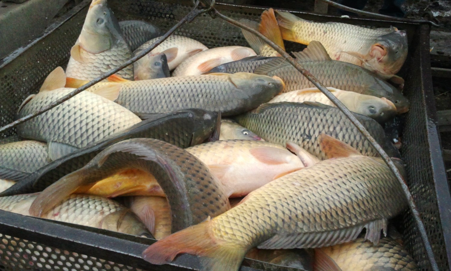 Алтайский край может увеличить производство рыбы в 2,5 раза