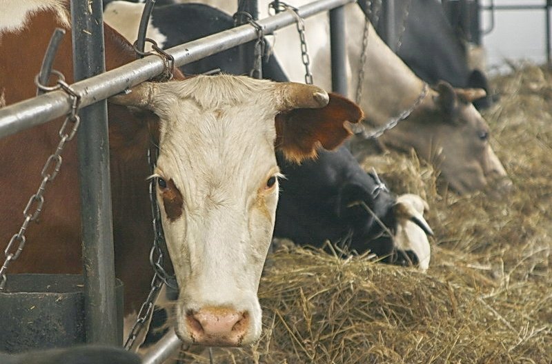 Власти Алтайского края пресекут «молочные сговоры» через соглашение с переработчиками