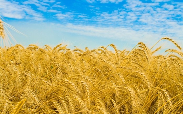 Урожай зерновых на Алтае прогнозируют в размере 4 миллионов тонн
