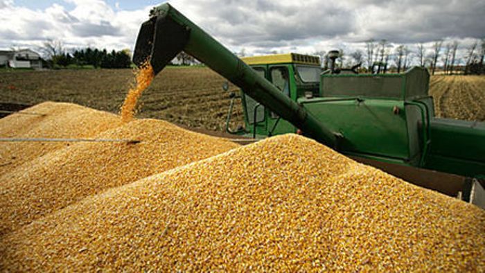 Принять интервенционное зерно готовы шесть предприятий края