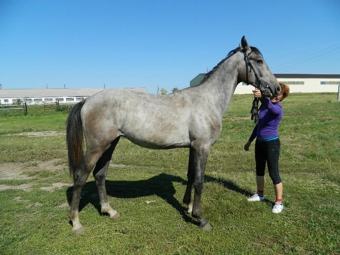 Аукцион лошадей орловской рысистой породы объявлен на Алтае