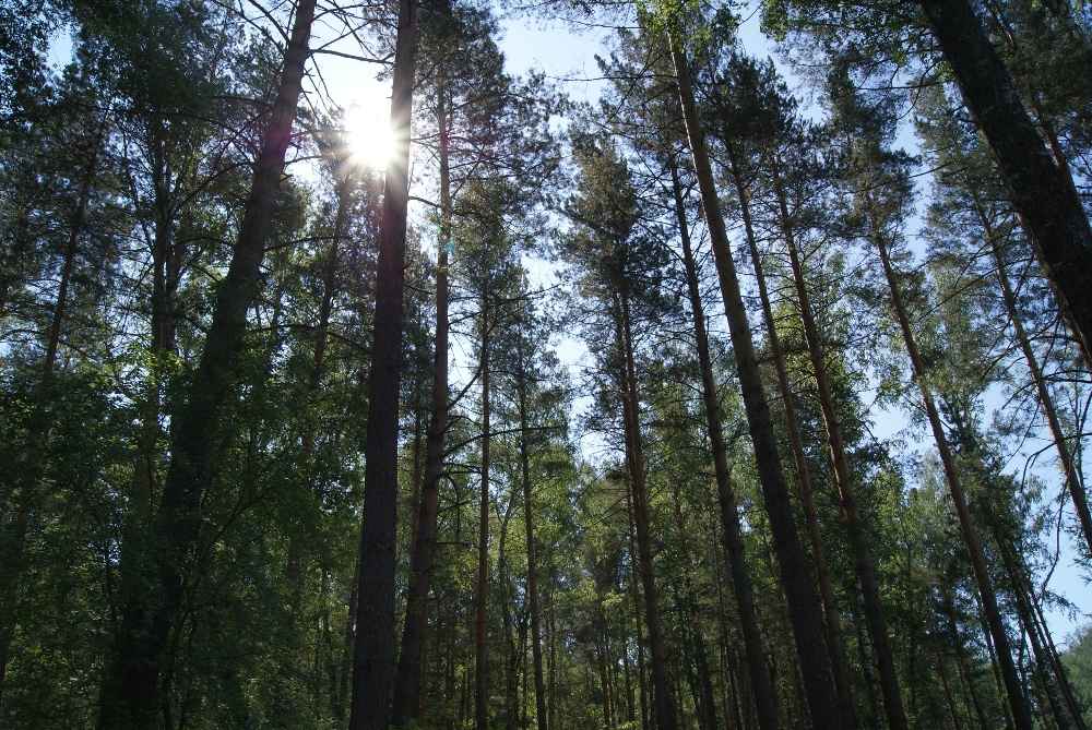 Более 665 000 куб. м  алтайского леса отправили на экспорт