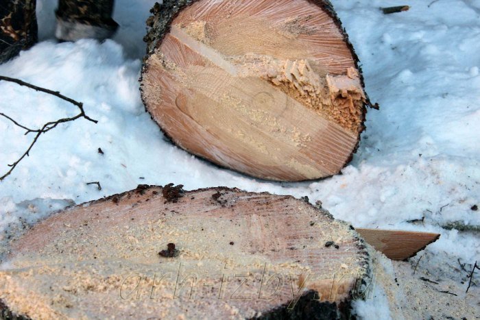 За незаконную вырубку леса житель Быстроистокского района пошел под суд