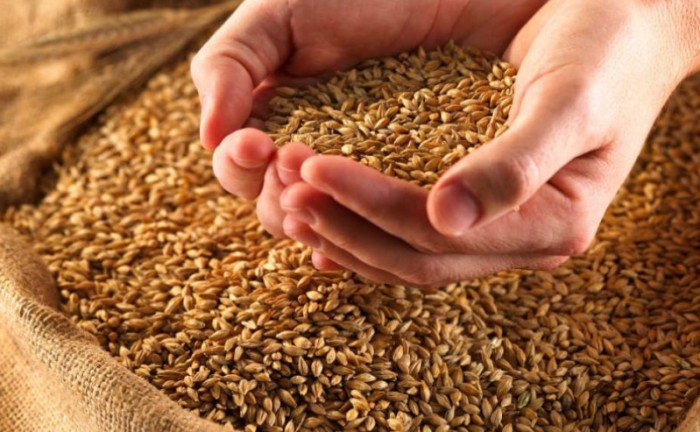 Алтайский край собрал 4 млн 100 тысяч тонн зерна