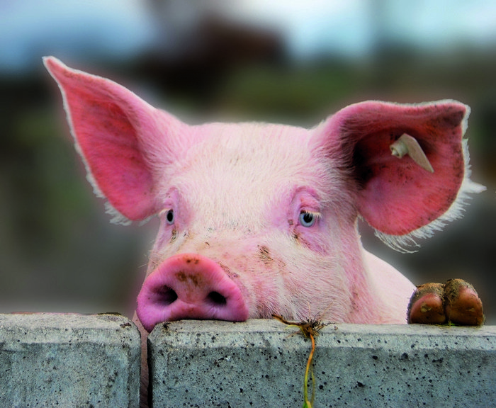Свинокомплекс «Фунтики» вновь выставлен на продажу
