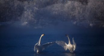 «National Geographic» загляделся на алтайских лебедей