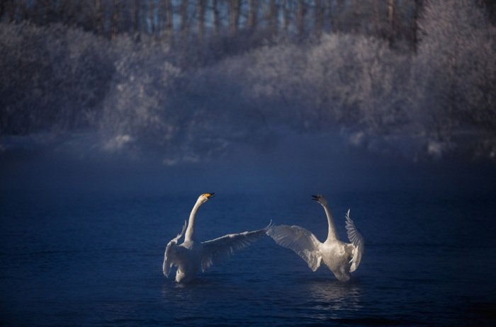 «National Geographic» загляделся на алтайских лебедей