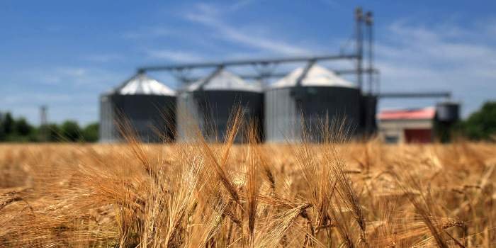 Зерновой Давос: АПК спасут экспорт зерна и господдержка