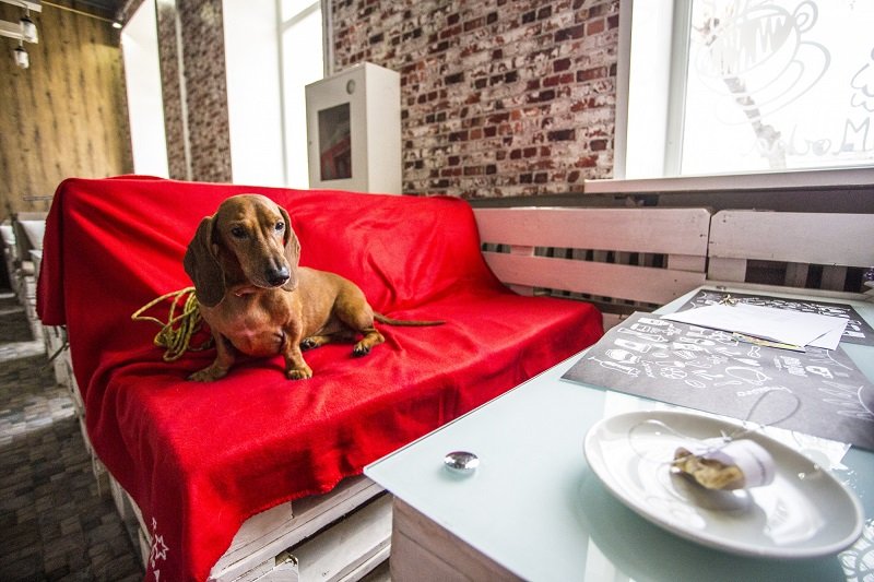 Идеи для бизнеса: в Новосибирске выставили на продажу кофейню для собак