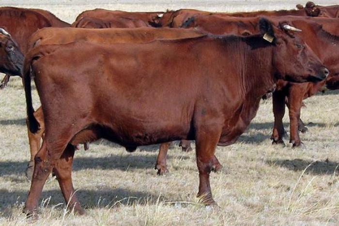 Якутия купила на Алтае коров почти на восемь миллионов рублей