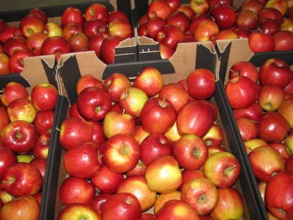 4,5 тонны польских яблок уничтожены в Алтайском крае (видео)