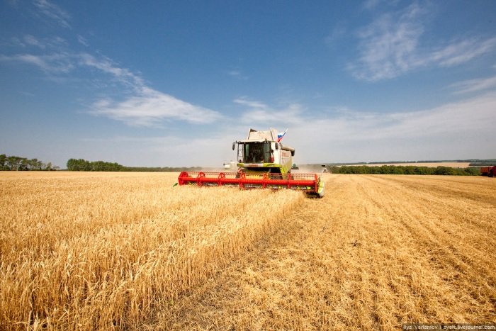Чудо-урожай заставляет Россию теснить США на рынках зерна