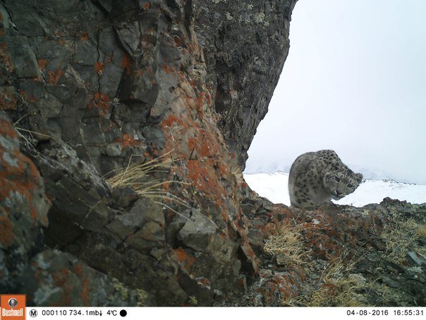 Снежного барса встретил ученый в горах Алтая (5 фото)