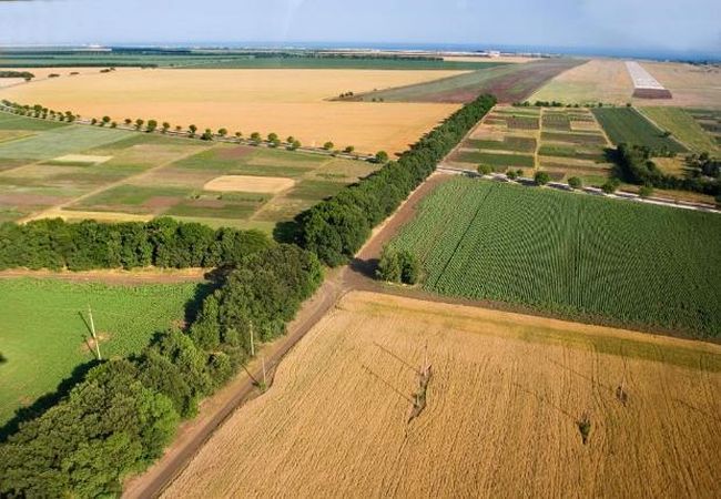 Госчиновникам могут предоставить первоочередное право на покупку сельхозземель
