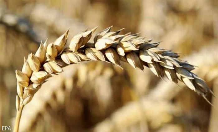 Мировая цена на зерно обрушилась