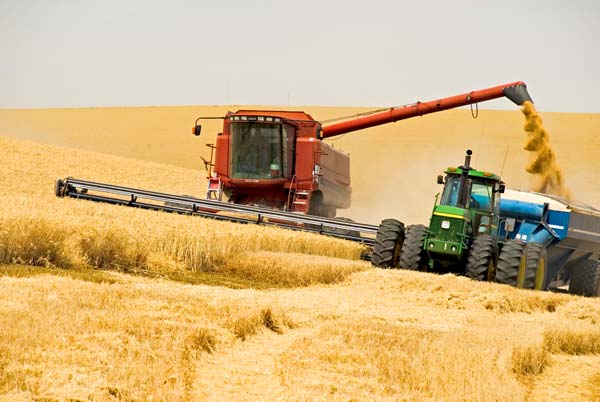 На рекордный урожай зерна нацелились хлеборобы Алтая