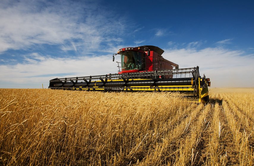 На Алтае до 5 млн тонн зерна нового урожая осталось не так много