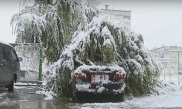 В Бийске под тяжестью снега дерево упало на дорогой автомобиль