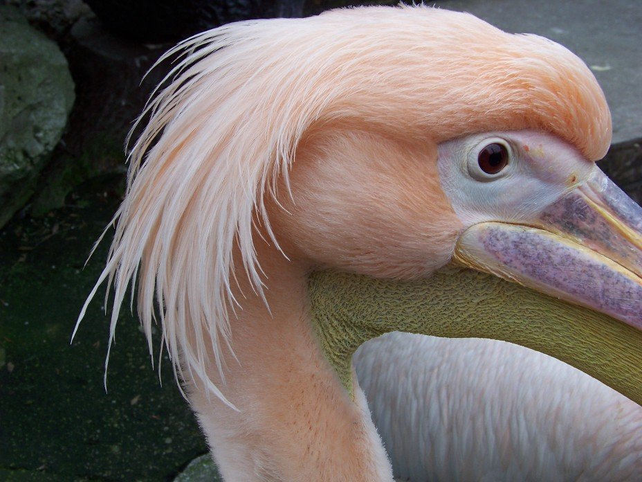 Контрабандист, перевозивший головы пеликанов, осужден на Алтае
