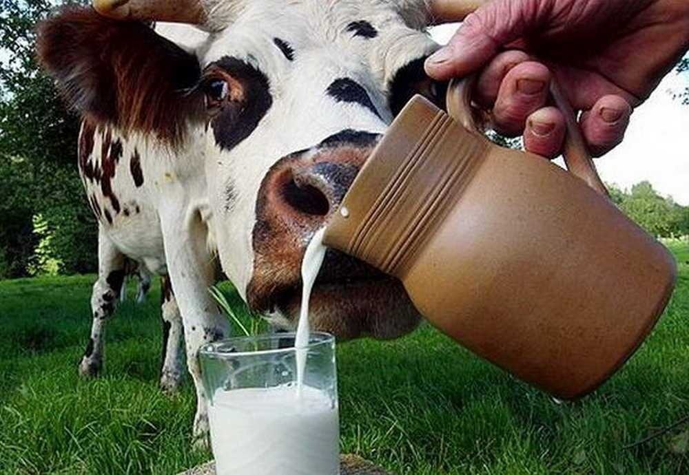 Российский молочник должен повеселеть. Правительство изменило правила получения субсидий производителям молока
