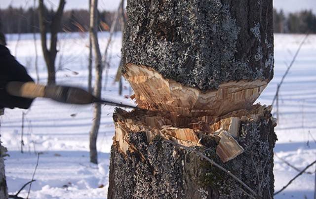 Депутат и бизнесмен незаконно рубили лес в Заринском районе