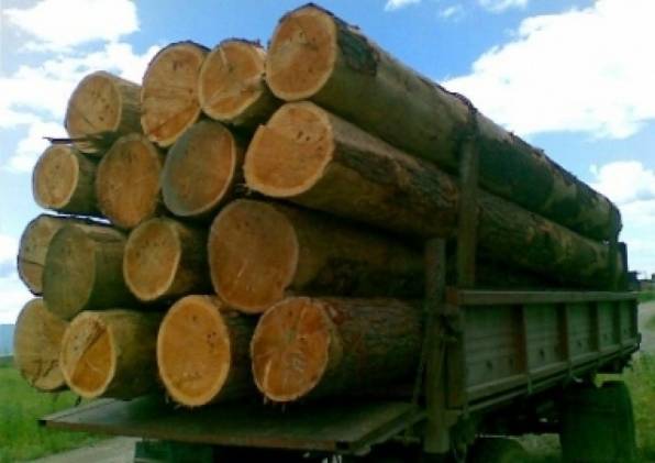 Алтайские таможенники выявили больше всех в Сибири нарушений торговли лесом