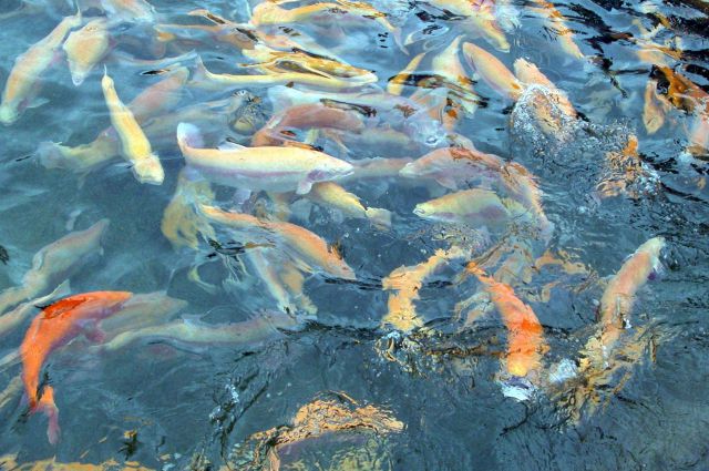 Рыбоводческим предприятиям Алтая обещают возместить часть затрат