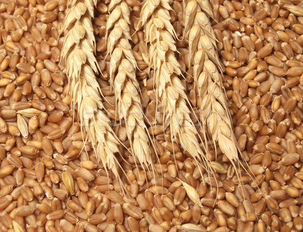 Закупочная цена на алтайскую пшеницу снизилась более чем на 30 процентов