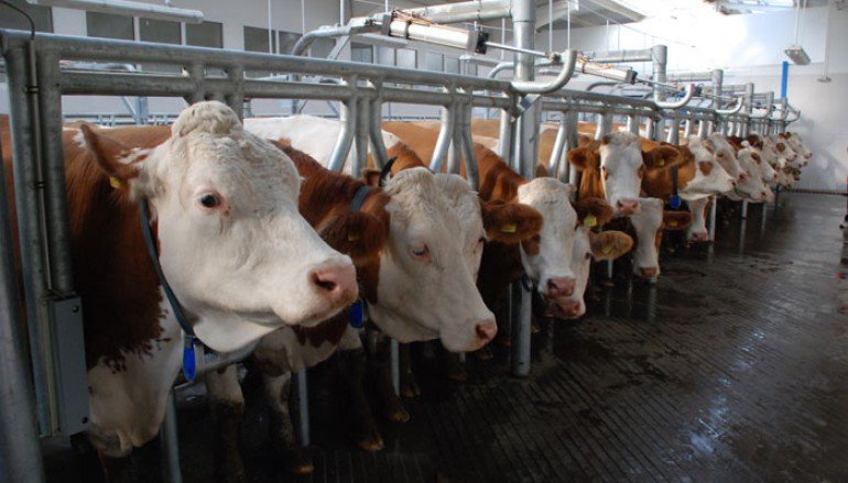 На Алтае отмечен небольшой прирост производства молока
