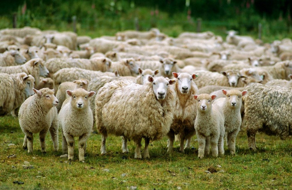 Алтайский минсельхоз подсчитал овец и коз в регионе